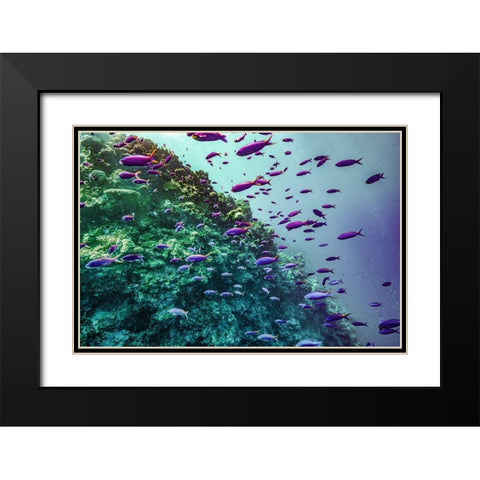 Coral reef fish-Philippines Black Modern Wood Framed Art Print with Double Matting by Fitzharris, Tim
