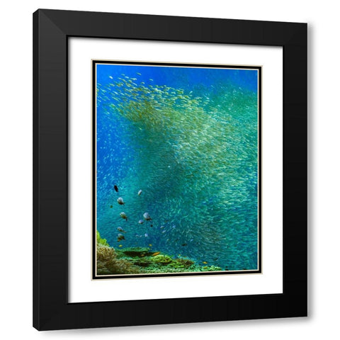 Sardines-Panagsama reef-Philippines Black Modern Wood Framed Art Print with Double Matting by Fitzharris, Tim