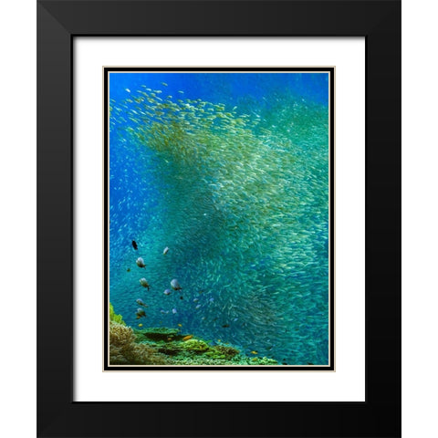 Sardines-Panagsama reef-Philippines Black Modern Wood Framed Art Print with Double Matting by Fitzharris, Tim