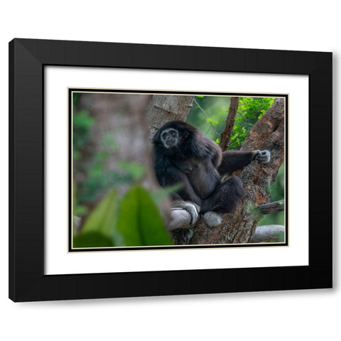 Black-crested Gibbon Black Modern Wood Framed Art Print with Double Matting by Fitzharris, Tim