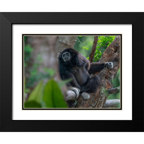 Black-crested Gibbon Black Modern Wood Framed Art Print with Double Matting by Fitzharris, Tim