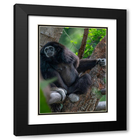 Black-crested Gibbon Black Modern Wood Framed Art Print with Double Matting by Fitzharris, Tim