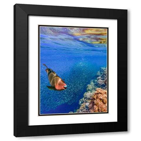 Red parrot fish and sardines-Panagsama reef-Philippines Black Modern Wood Framed Art Print with Double Matting by Fitzharris, Tim