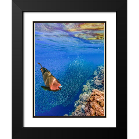 Red parrot fish and sardines-Panagsama reef-Philippines Black Modern Wood Framed Art Print with Double Matting by Fitzharris, Tim