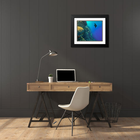 Spotted Eagle Ray with brain coral Black Modern Wood Framed Art Print with Double Matting by Fitzharris, Tim