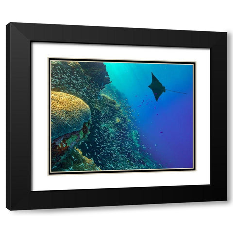 Spotted Eagle Ray with brain coral Black Modern Wood Framed Art Print with Double Matting by Fitzharris, Tim