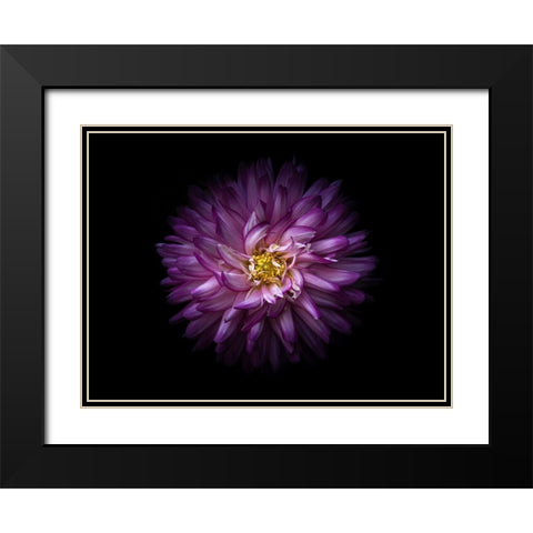 Backyard Flowers Purple 20 Black Modern Wood Framed Art Print with Double Matting by Carson, Brian