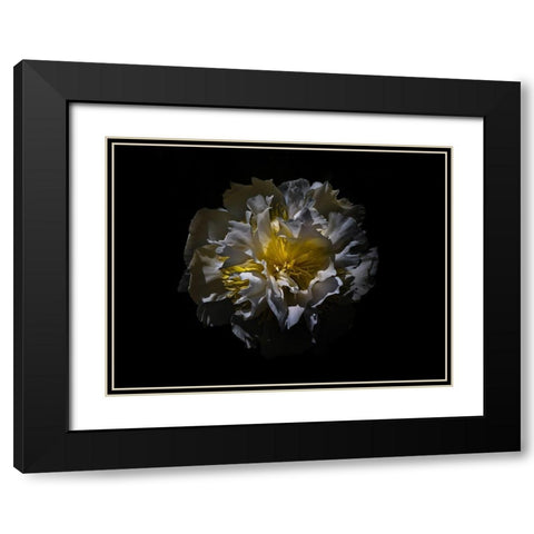 Backyard Flowers White 25 Black Modern Wood Framed Art Print with Double Matting by Carson, Brian