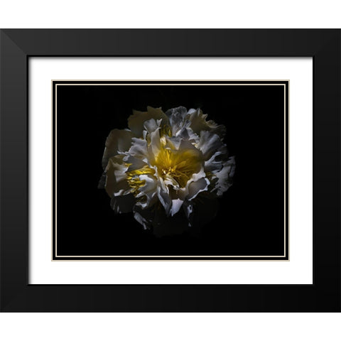 Backyard Flowers White 25 Black Modern Wood Framed Art Print with Double Matting by Carson, Brian