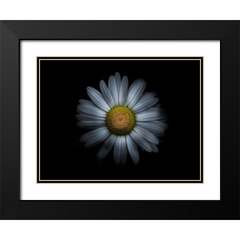 Backyard Flowers White 31 Black Modern Wood Framed Art Print with Double Matting by Carson, Brian