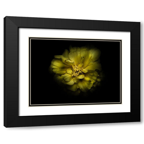 Backyard Flowers Yellow 41 Black Modern Wood Framed Art Print with Double Matting by Carson, Brian