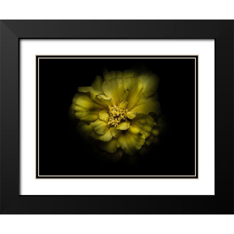 Backyard Flowers Yellow 41 Black Modern Wood Framed Art Print with Double Matting by Carson, Brian