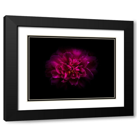 Backyard Flowers Purple 55 Black Modern Wood Framed Art Print with Double Matting by Carson, Brian