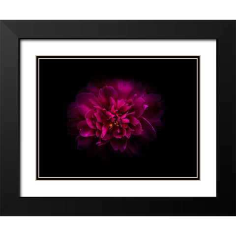 Backyard Flowers Purple 55 Black Modern Wood Framed Art Print with Double Matting by Carson, Brian
