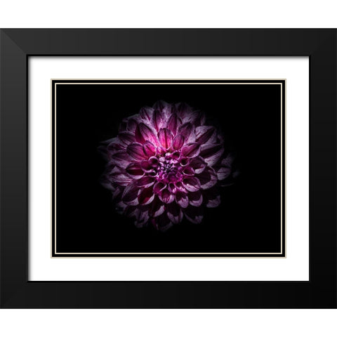 Backyard Flowers Purple 57 Black Modern Wood Framed Art Print with Double Matting by Carson, Brian