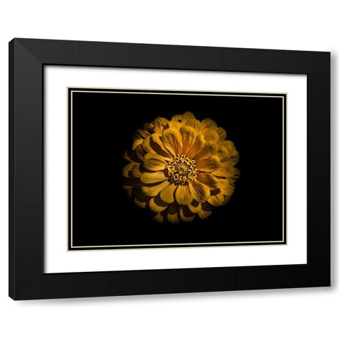 Backyard Flowers Gold 58 Black Modern Wood Framed Art Print with Double Matting by Carson, Brian