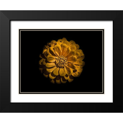 Backyard Flowers Gold 58 Black Modern Wood Framed Art Print with Double Matting by Carson, Brian