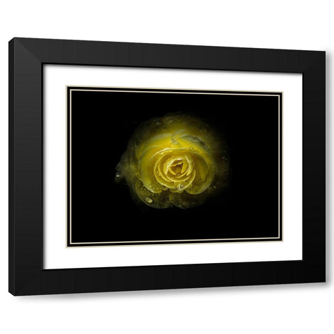 Backyard Flowers Yellow 64 Black Modern Wood Framed Art Print with Double Matting by Carson, Brian