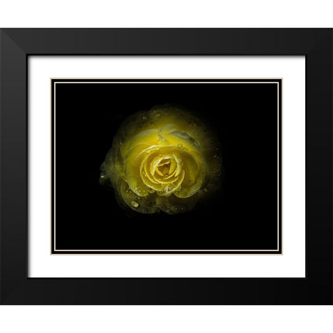 Backyard Flowers Yellow 64 Black Modern Wood Framed Art Print with Double Matting by Carson, Brian