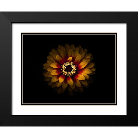 Backyard Flowers Gold 69 Black Modern Wood Framed Art Print with Double Matting by Carson, Brian