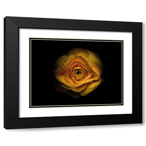 Backyard Flowers Gold 74 Black Modern Wood Framed Art Print with Double Matting by Carson, Brian