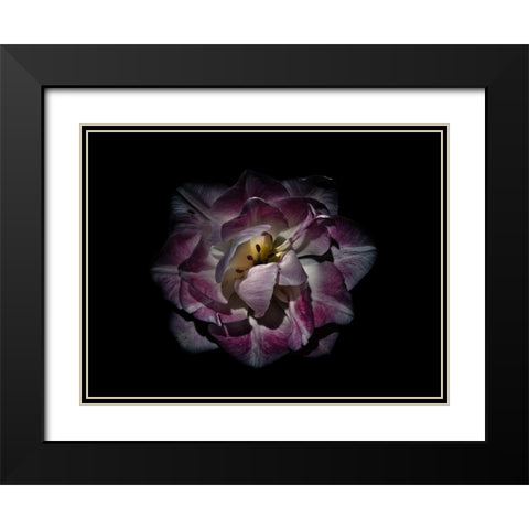 Backyard Flowers Purple 81 Black Modern Wood Framed Art Print with Double Matting by Carson, Brian