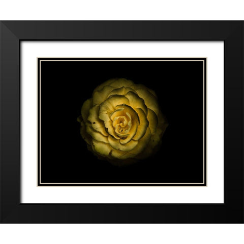 Backyard Flowers Yellow 85 Black Modern Wood Framed Art Print with Double Matting by Carson, Brian