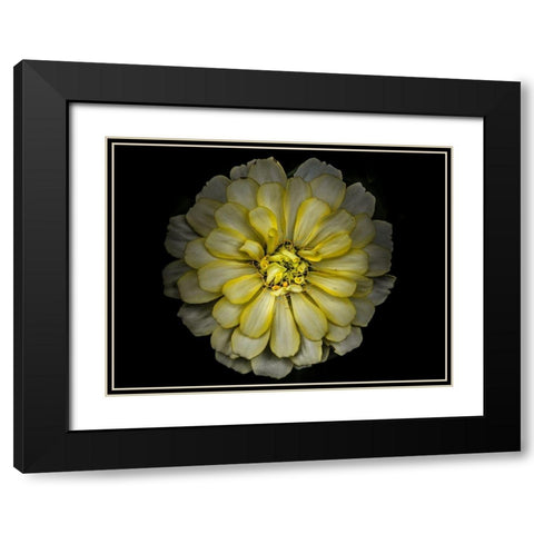 Backyard Flowers Yellow 86 Black Modern Wood Framed Art Print with Double Matting by Carson, Brian