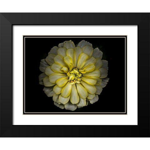 Backyard Flowers Yellow 86 Black Modern Wood Framed Art Print with Double Matting by Carson, Brian