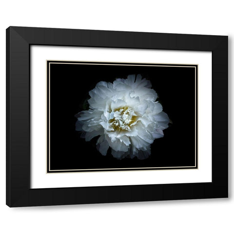 Backyard Flowers White 90 Black Modern Wood Framed Art Print with Double Matting by Carson, Brian