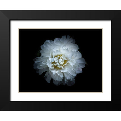 Backyard Flowers White 90 Black Modern Wood Framed Art Print with Double Matting by Carson, Brian