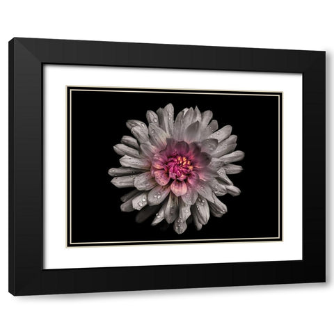 Backyard Flowers White 91 Black Modern Wood Framed Art Print with Double Matting by Carson, Brian