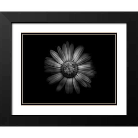 Backyard Flowers Black and White 31 Black Modern Wood Framed Art Print with Double Matting by Carson, Brian