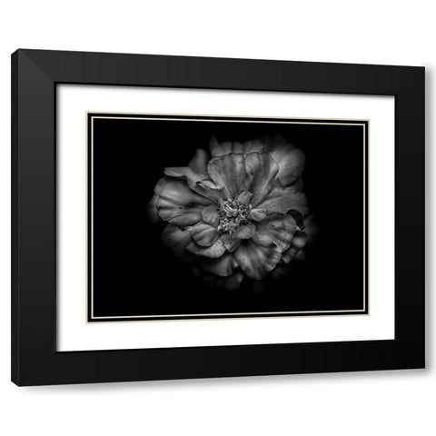 Backyard Flowers Black and White 41 Black Modern Wood Framed Art Print with Double Matting by Carson, Brian