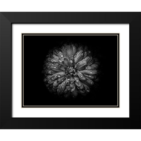 Backyard Flowers Black and White 44 Black Modern Wood Framed Art Print with Double Matting by Carson, Brian