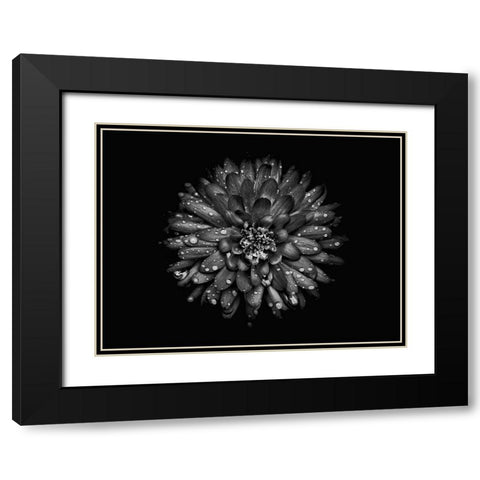 Backyard Flowers Black and White 45 Black Modern Wood Framed Art Print with Double Matting by Carson, Brian