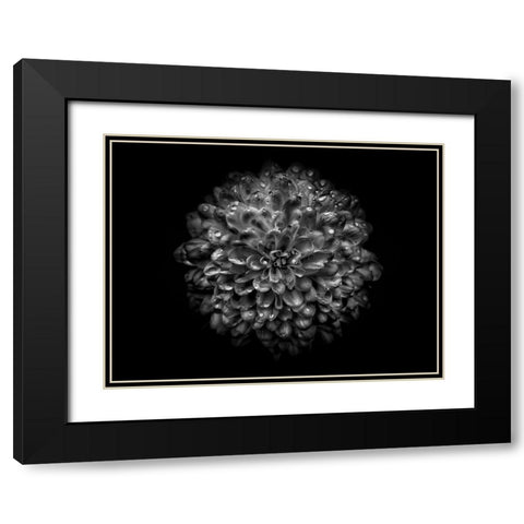 Backyard Flowers Black and White 46 Black Modern Wood Framed Art Print with Double Matting by Carson, Brian
