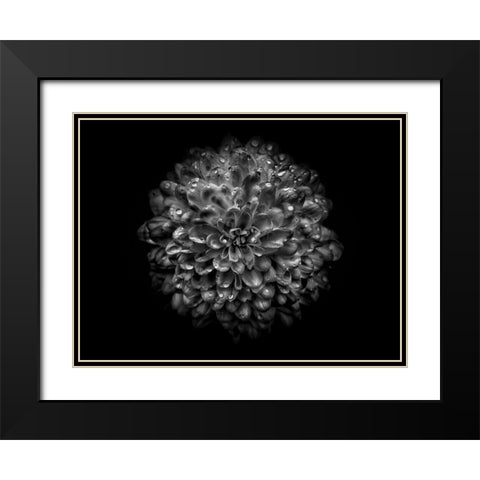 Backyard Flowers Black and White 46 Black Modern Wood Framed Art Print with Double Matting by Carson, Brian