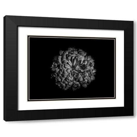Backyard Flowers Black and White 48 Black Modern Wood Framed Art Print with Double Matting by Carson, Brian