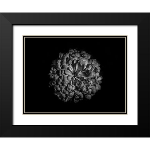 Backyard Flowers Black and White 48 Black Modern Wood Framed Art Print with Double Matting by Carson, Brian