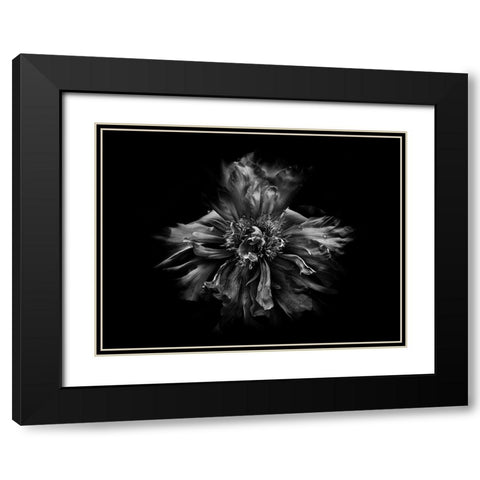Backyard Flowers Black and White 49 Black Modern Wood Framed Art Print with Double Matting by Carson, Brian