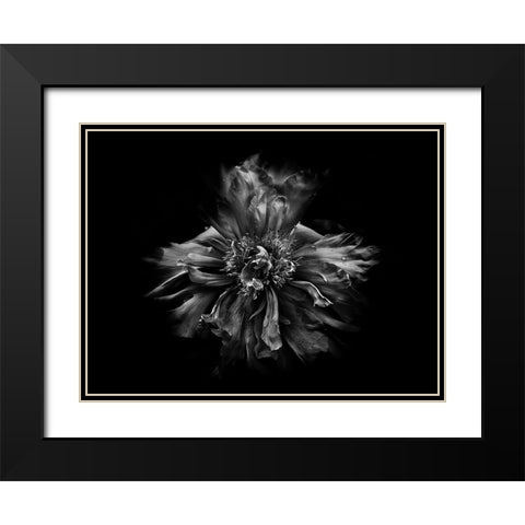 Backyard Flowers Black and White 49 Black Modern Wood Framed Art Print with Double Matting by Carson, Brian