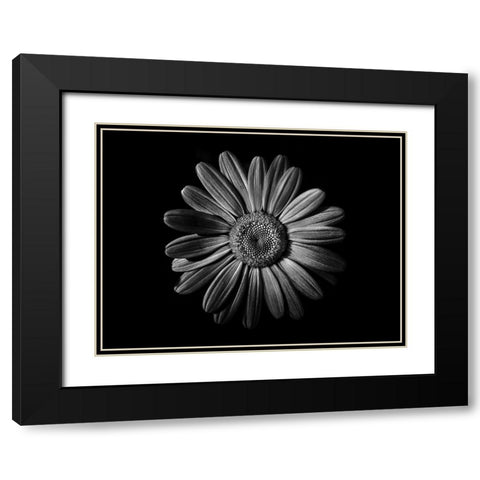 Backyard Flowers Black and White 52 Black Modern Wood Framed Art Print with Double Matting by Carson, Brian