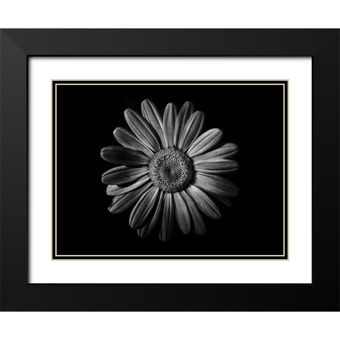 Backyard Flowers Black and White 52 Black Modern Wood Framed Art Print with Double Matting by Carson, Brian