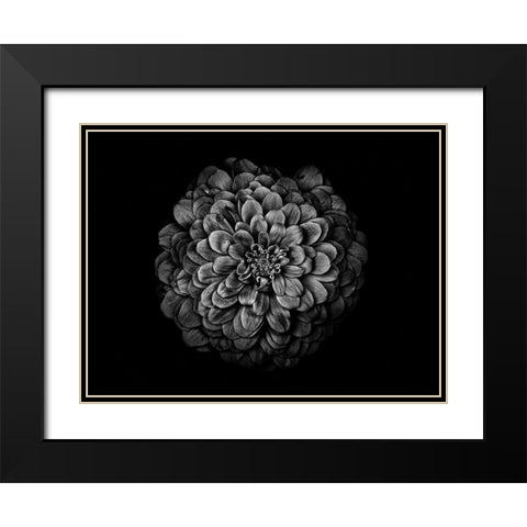 Backyard Flowers Black and White 54 Black Modern Wood Framed Art Print with Double Matting by Carson, Brian