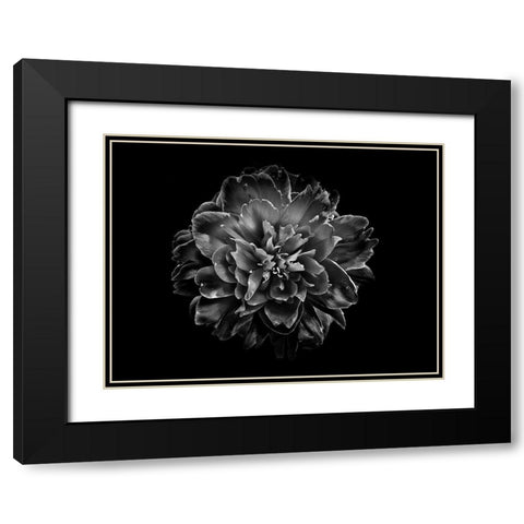 Backyard Flowers Black and White 55 Black Modern Wood Framed Art Print with Double Matting by Carson, Brian
