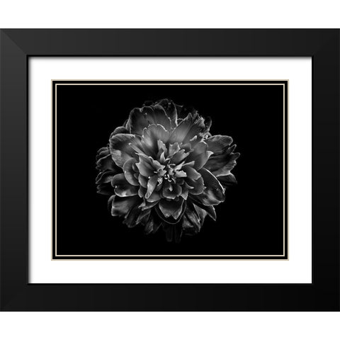 Backyard Flowers Black and White 55 Black Modern Wood Framed Art Print with Double Matting by Carson, Brian