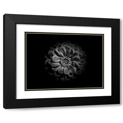 Backyard Flowers Black and White 58 Black Modern Wood Framed Art Print with Double Matting by Carson, Brian