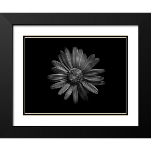 Backyard Flowers Black and White 60 Black Modern Wood Framed Art Print with Double Matting by Carson, Brian