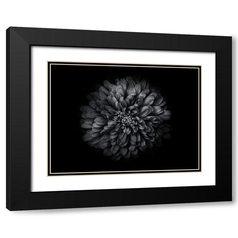 Backyard Flowers Black and White 68 Black Modern Wood Framed Art Print with Double Matting by Carson, Brian